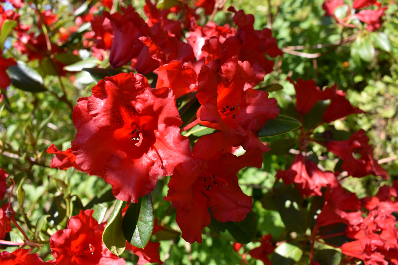 Red Flowers