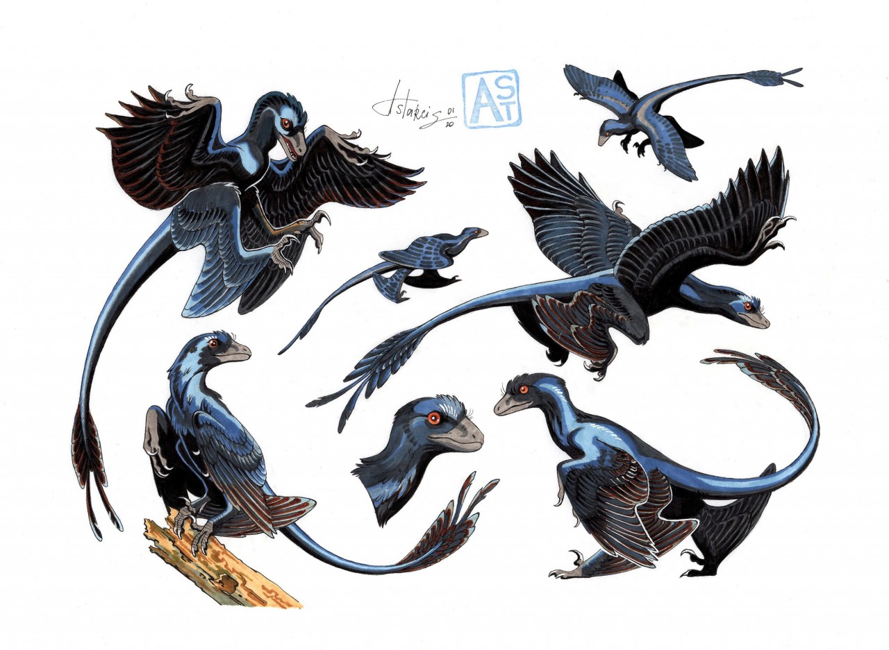 Commission: Microraptor