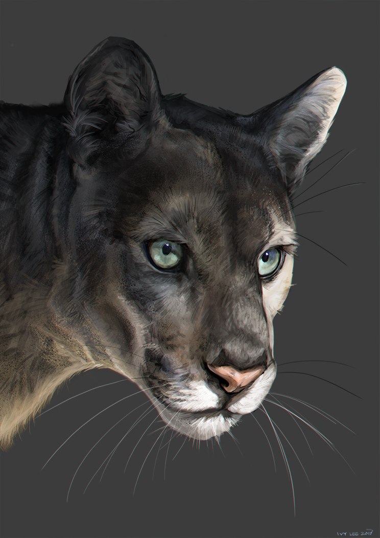 Florida Panther Study