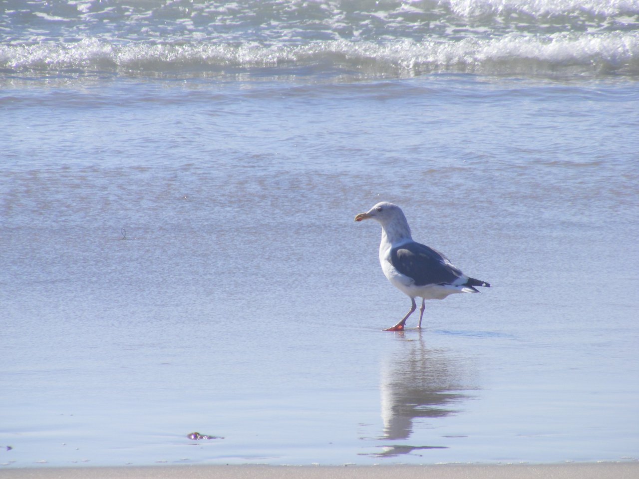 Socal Beach Trip 4