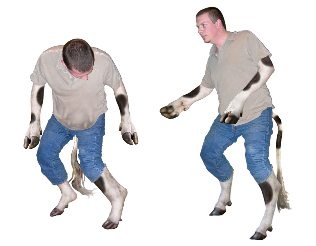 Cow Morph Sequence (5/9)