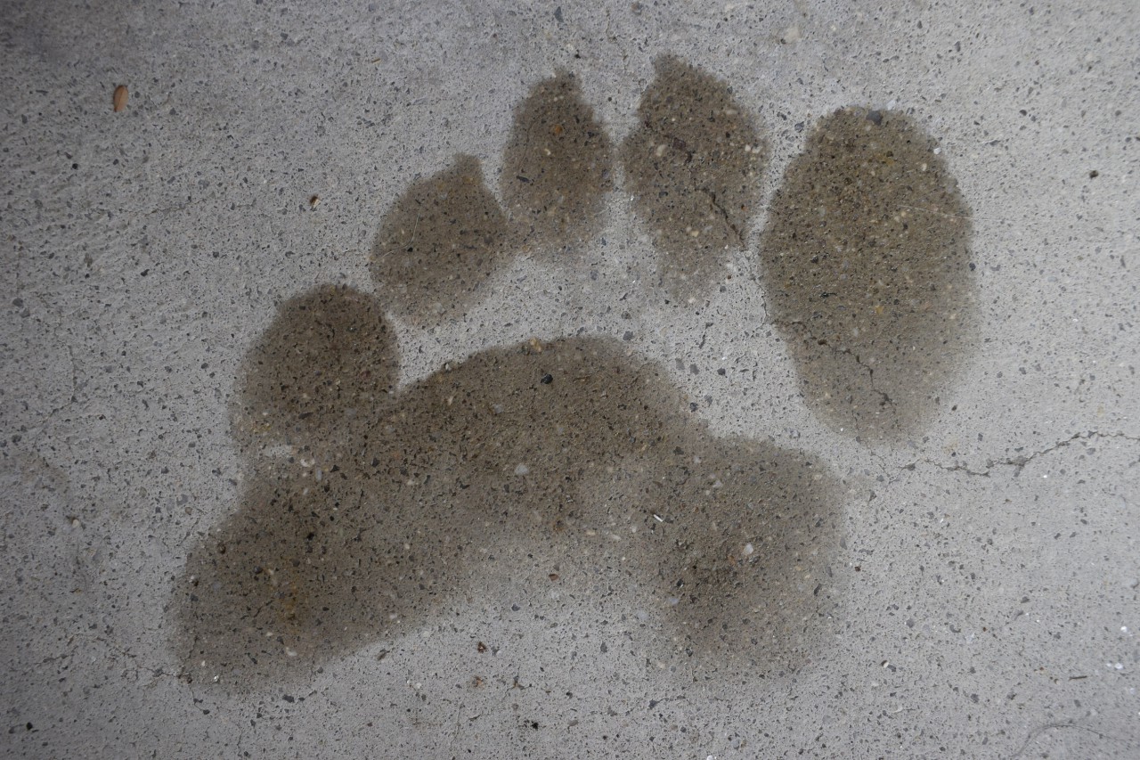 Digitigrade Paw Print