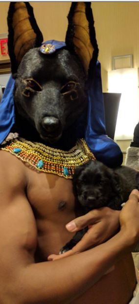 Click to change the View A Jackal and a Pup