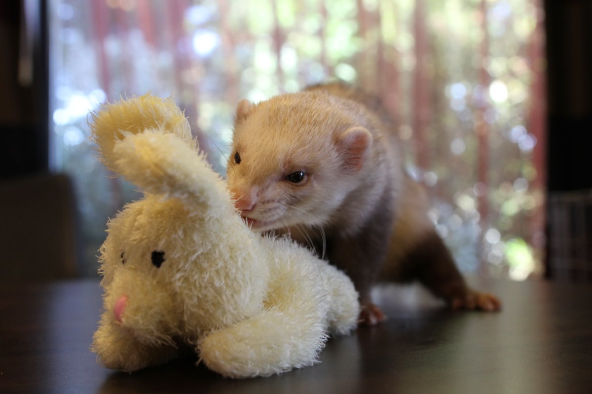 Click to change the View Ferret, ConFuzzled 2013