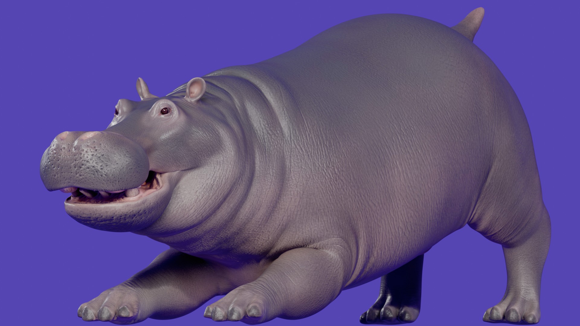 Hippo 'v'