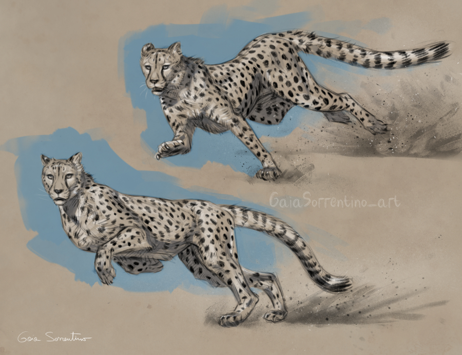 Cheetah studies