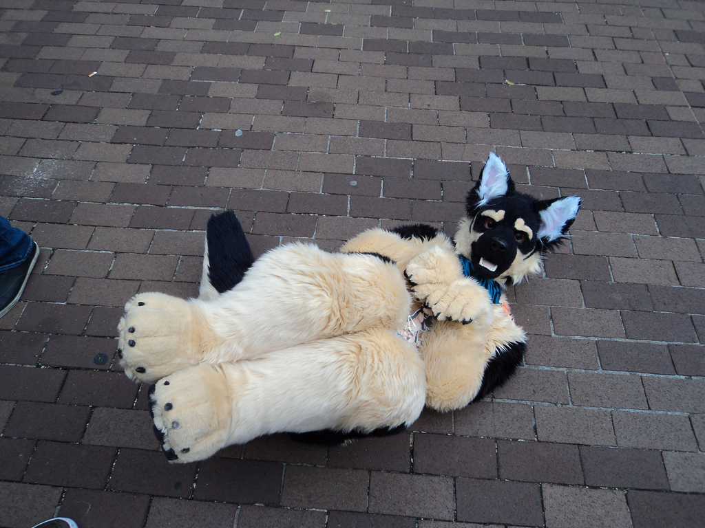 Click to change the View Roly Poly Gshep - AC 2013