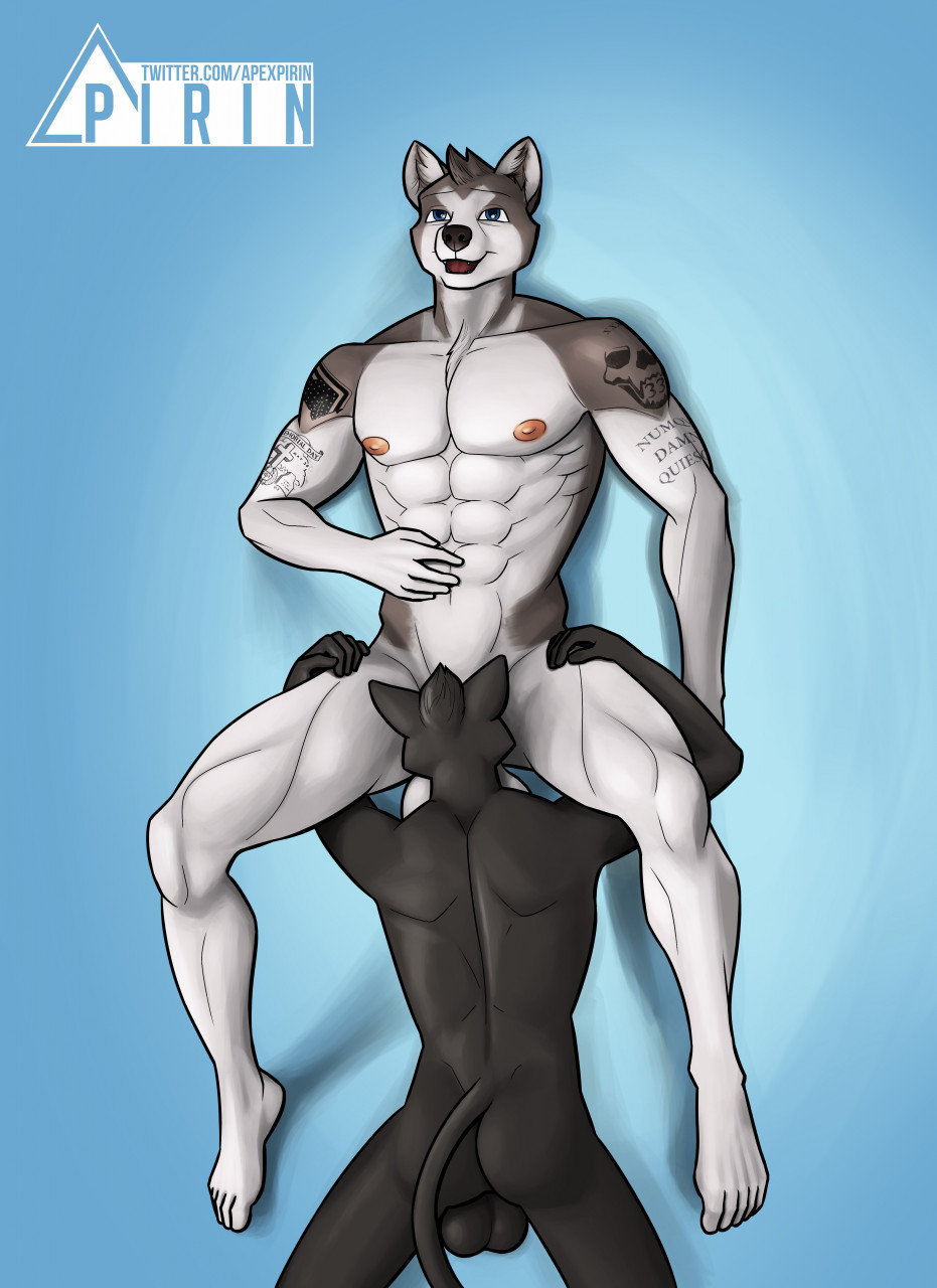 Rule 34 Alaskan Malamute Anthro Ass Balls Black Body Black Fur Black