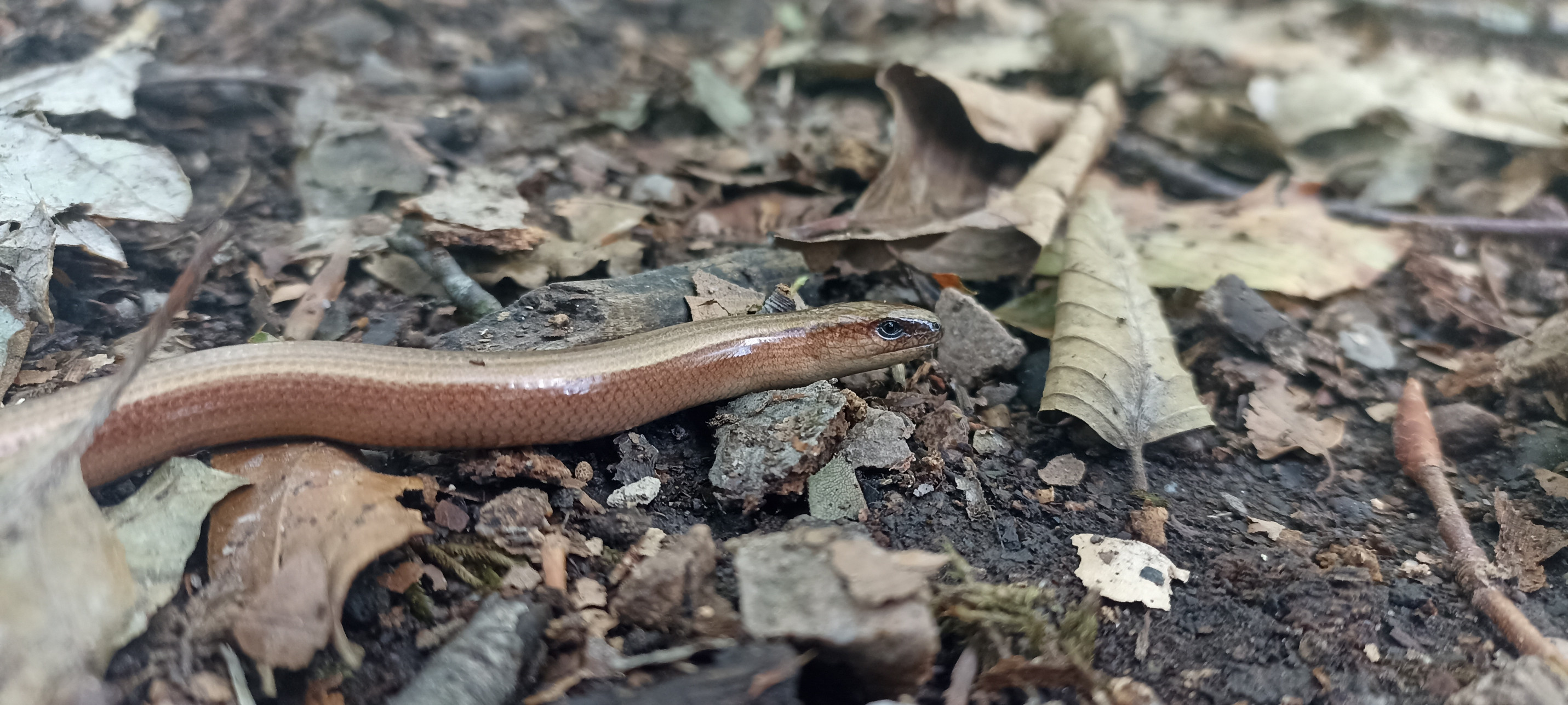 Slow worm