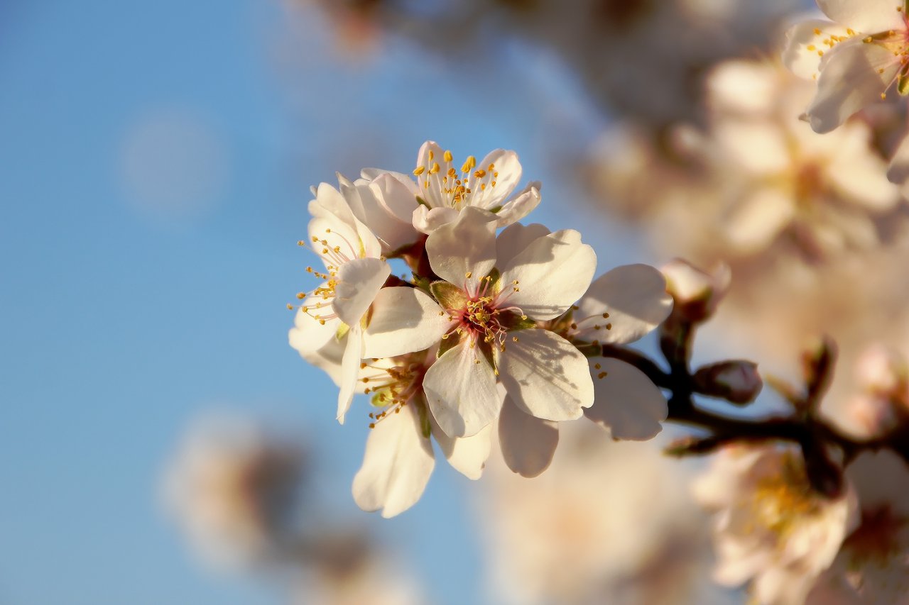 Primavera adelantada.