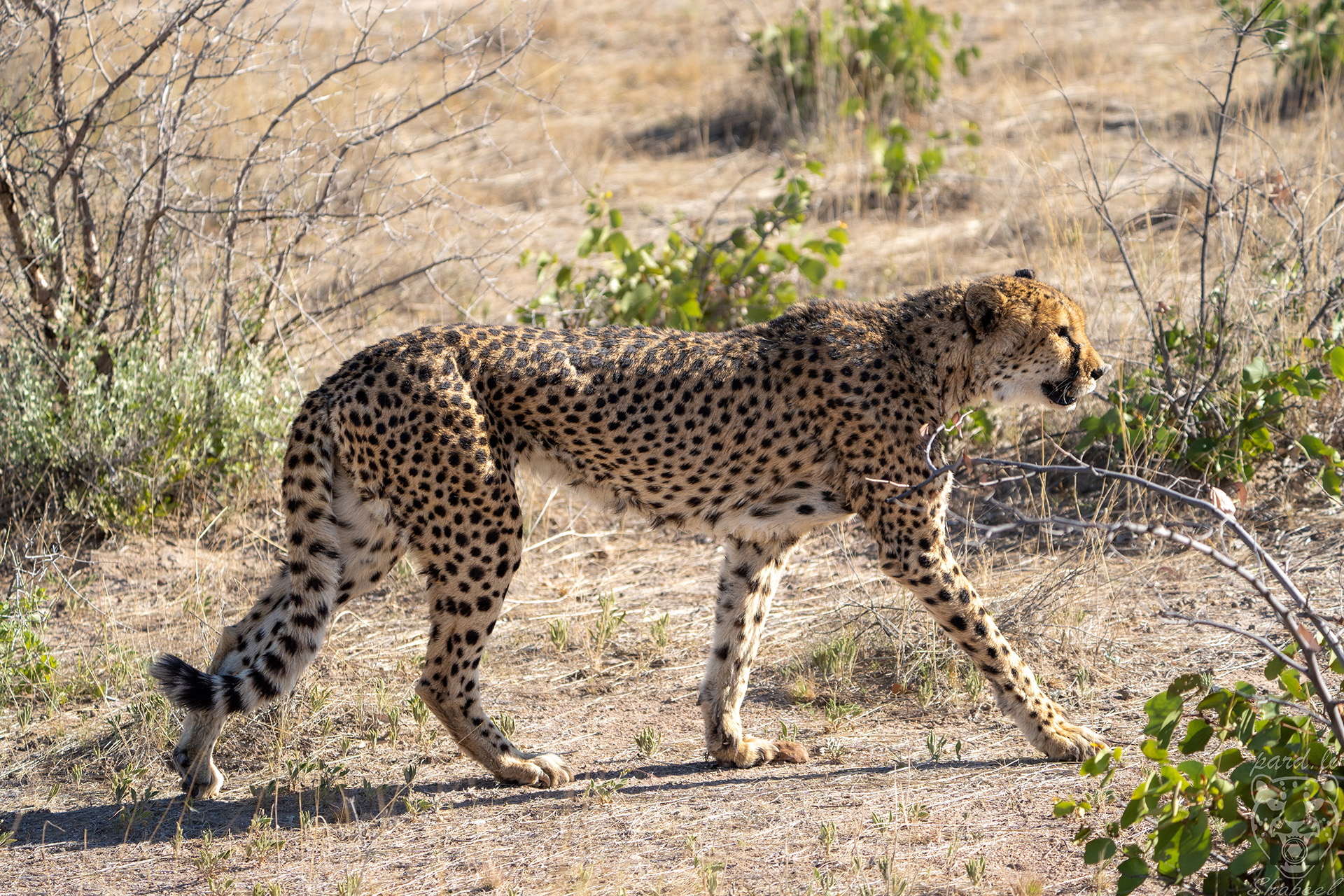 walking cheetah