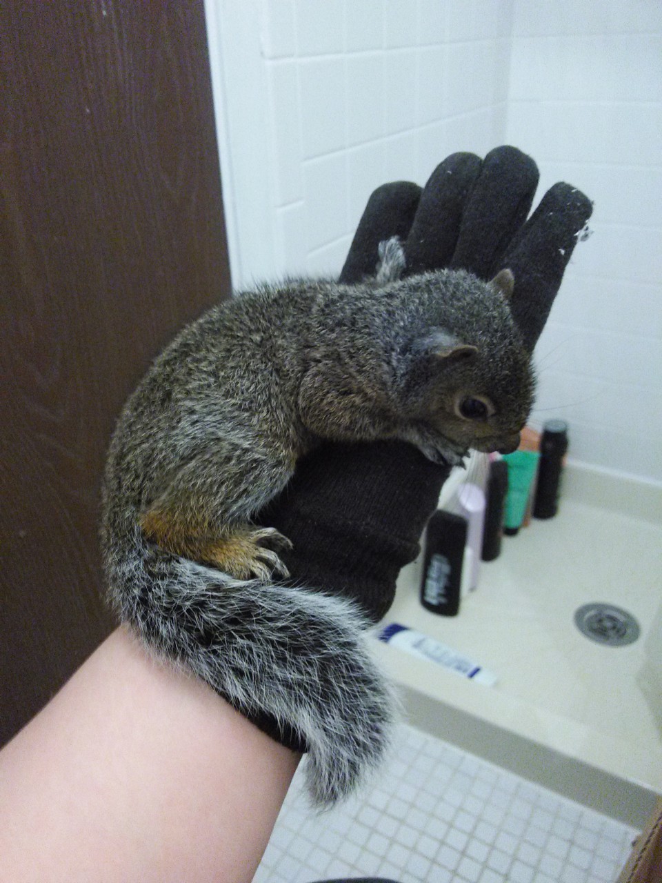 Click to change the View Caring for baby squirrels
