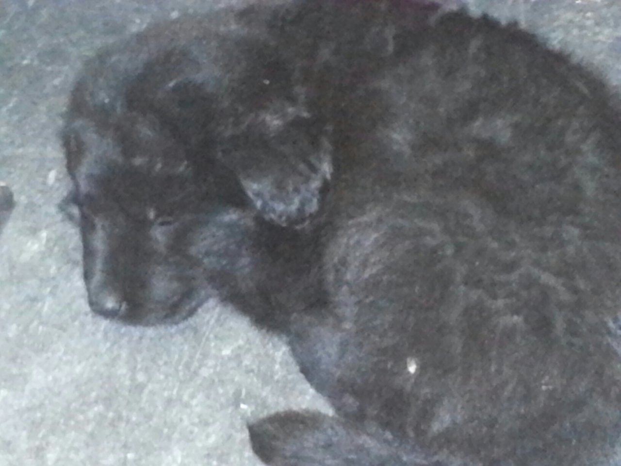 Click to change the View Saved Puppy