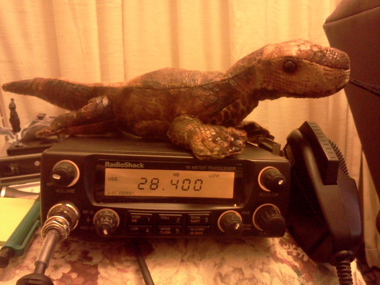 Click to change the View komodo dragon who came to roost with me