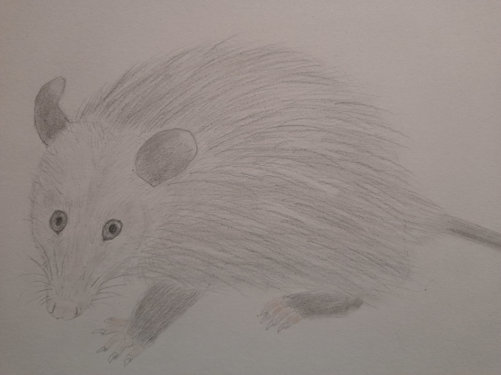 Opossum Sketch