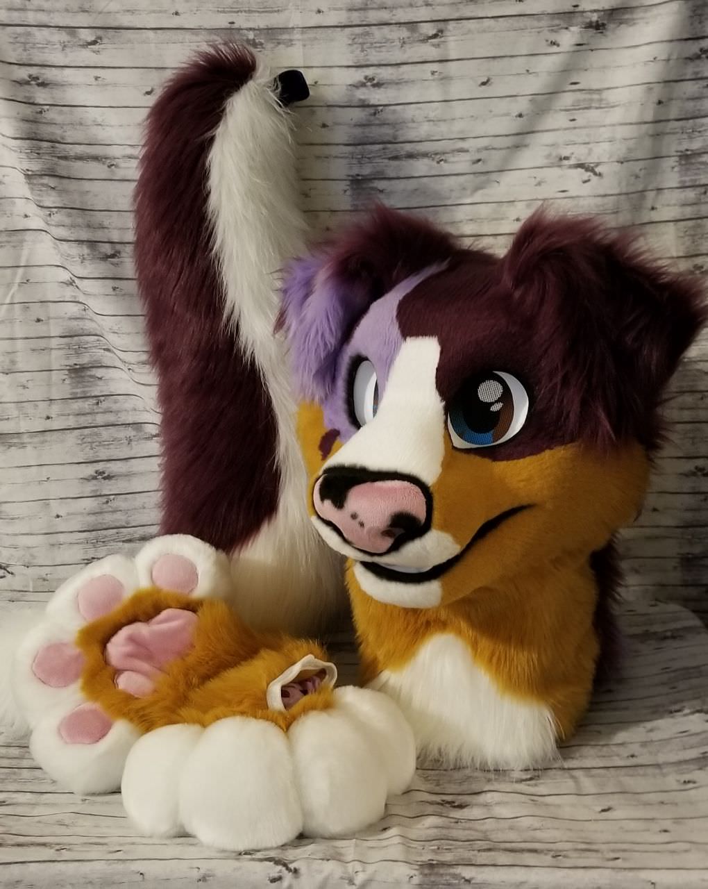 Purple Collie for sale!