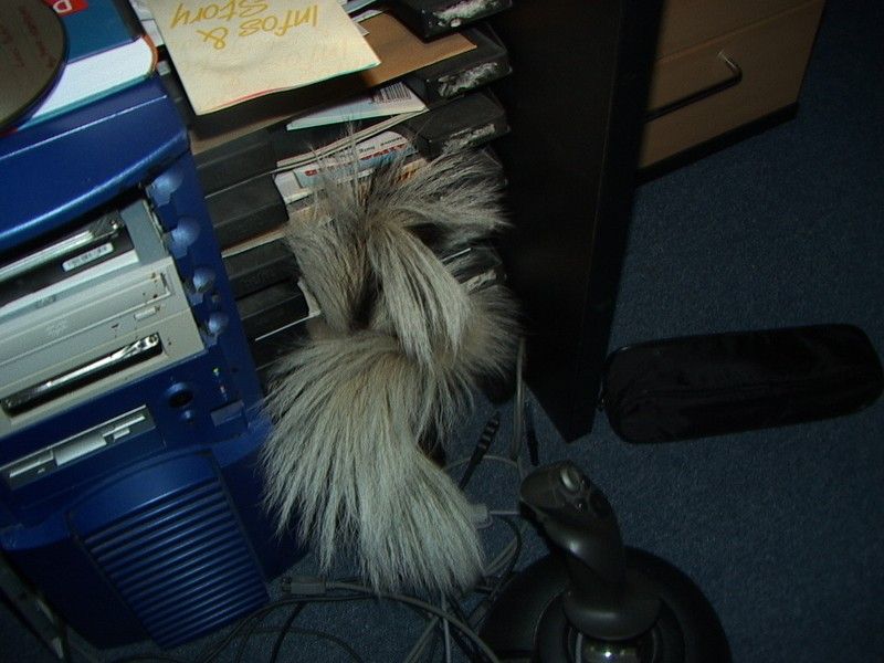 My Skunks sorted in my filing