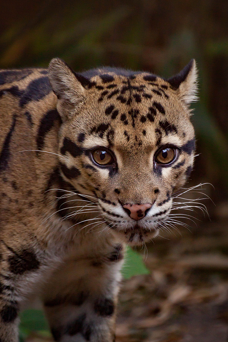 Clouded Leopard "Diva", Zoo Duisburg