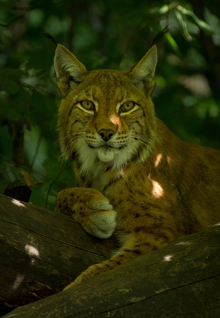 Like a sir - Lynx, Zoo Duisburg