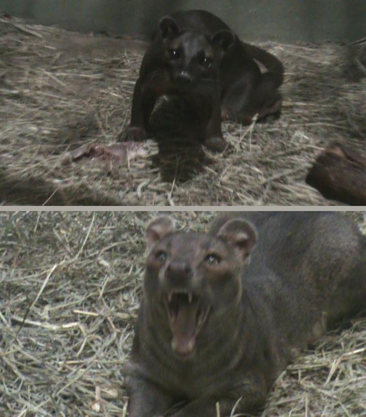 Fossas at Rosamond Gifford Zoo