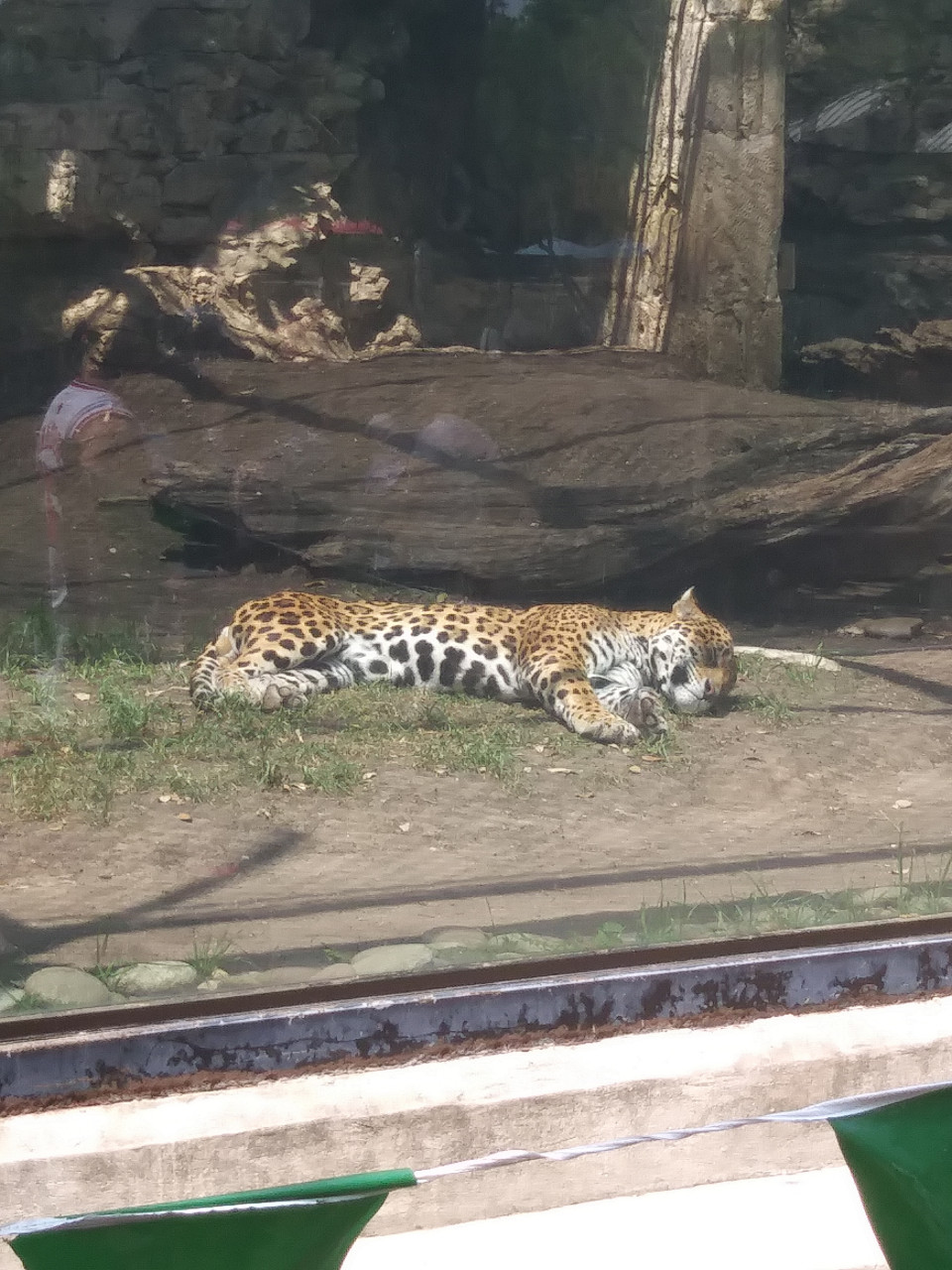 Jaguar, Attempted Napping By A_harmless_cat -- Fur Affinity [dot] Net