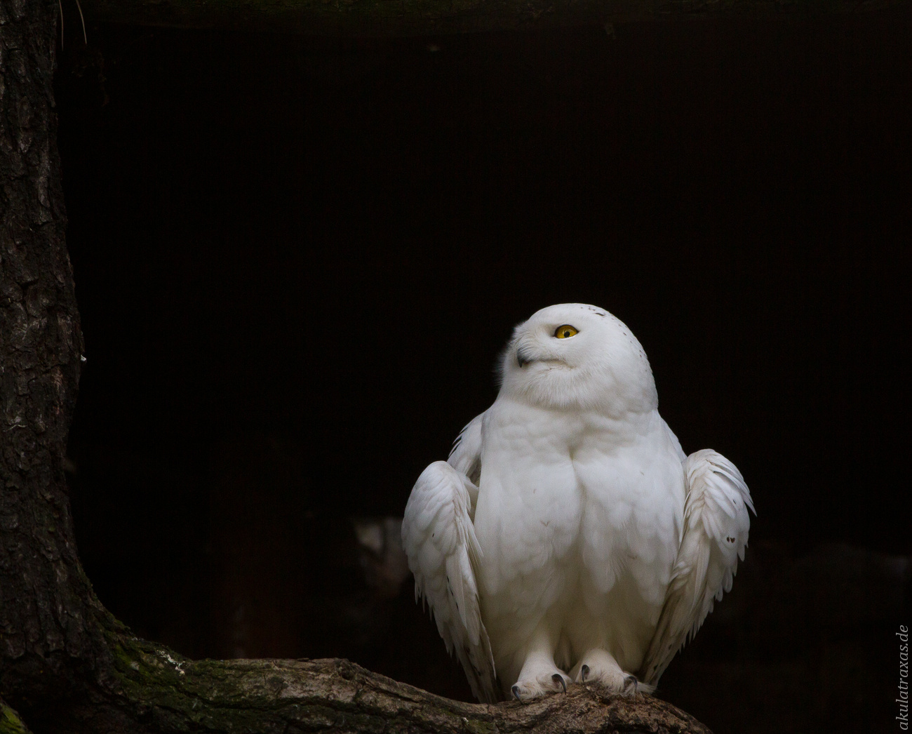 SnowyOwl