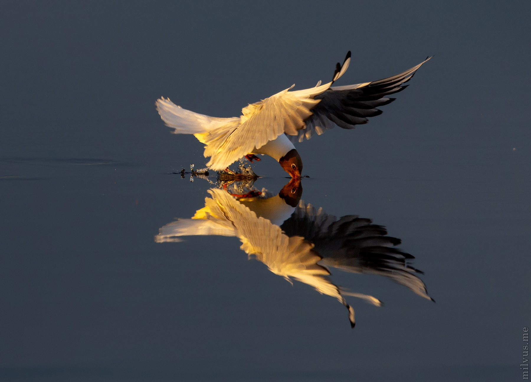 Black Headed Gull