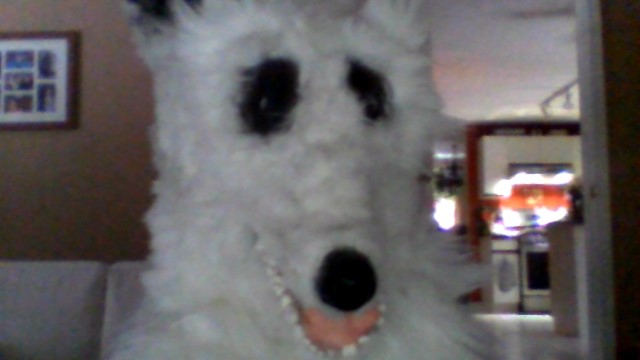 Fursuit head ( Poorly made + Read Desc. high quality )