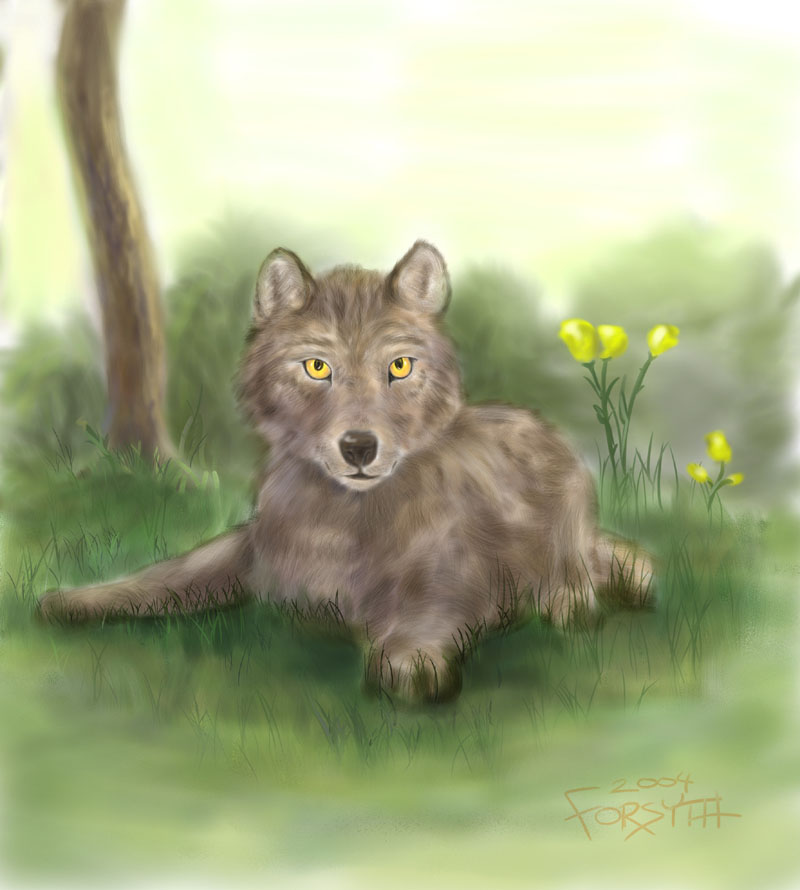Manda Wolf () Manda Wolf