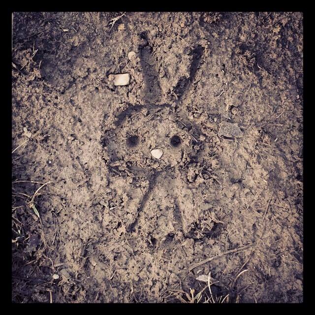 Mud Bunny