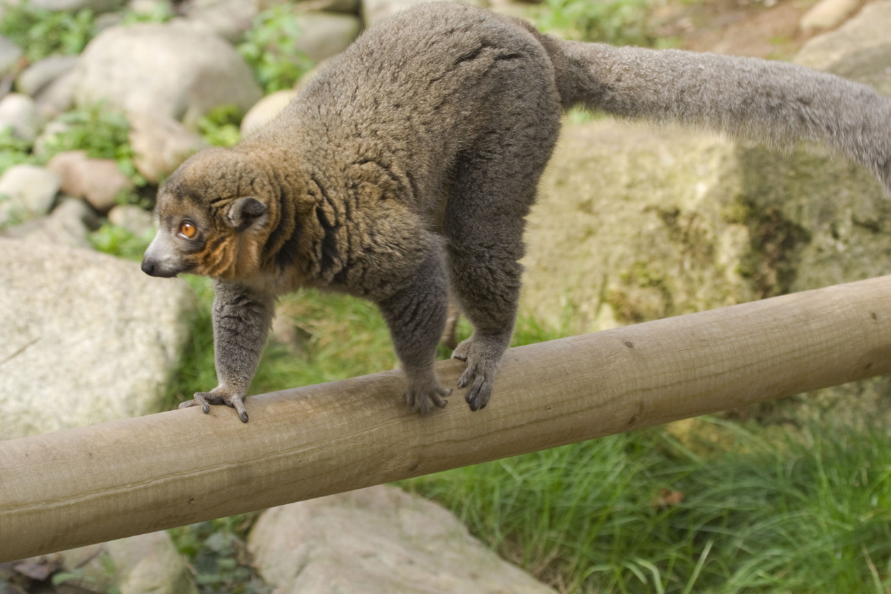 mongoose lemur