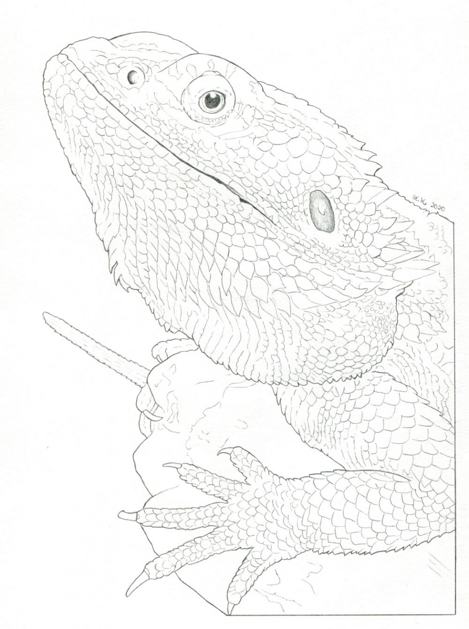 bearded dragon coloring pages
