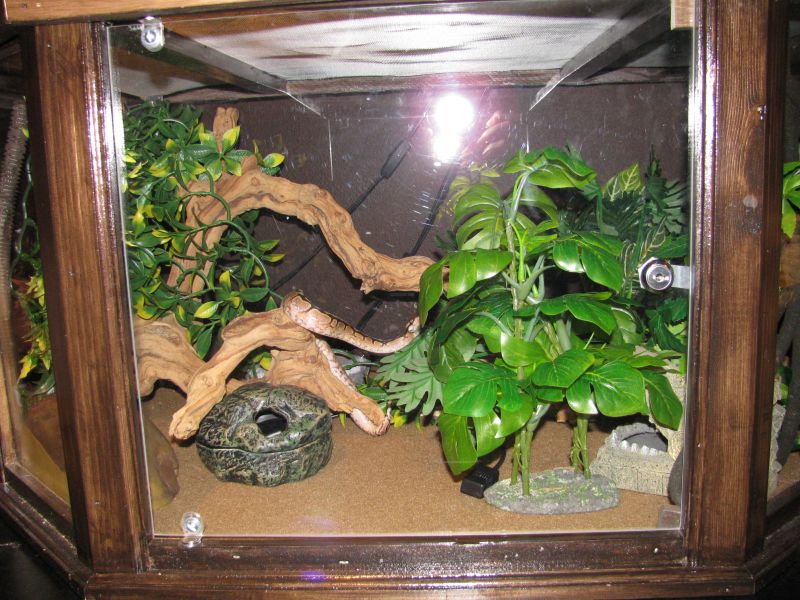 ball python habitat ideas