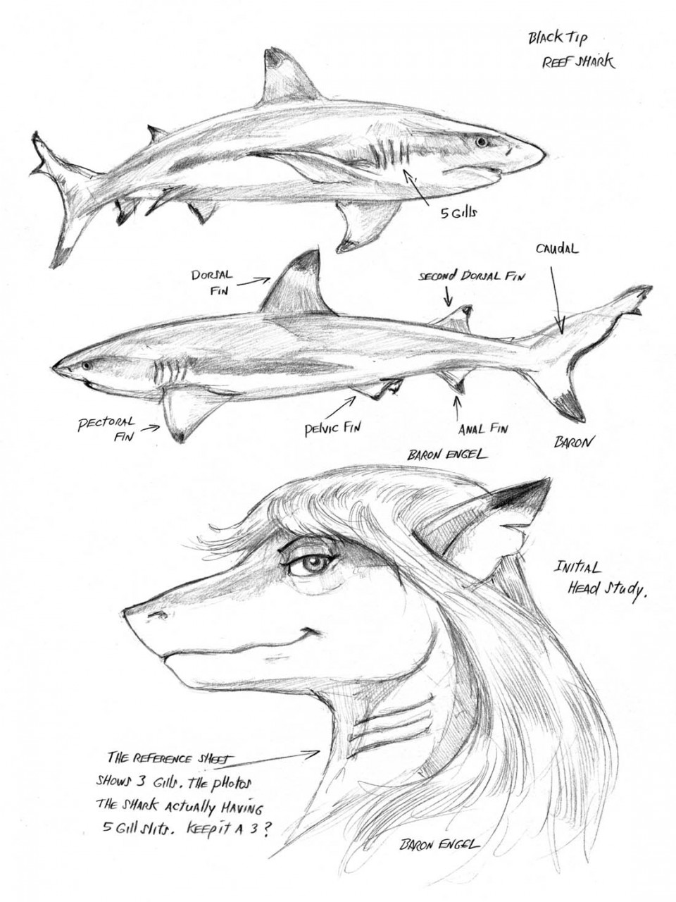 Акула анатомия рисовать