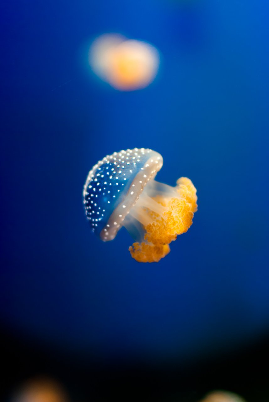 Phyllorhiza punctata by BePower -- Fur Affinity [dot] net, حجم الصورة 857x1280