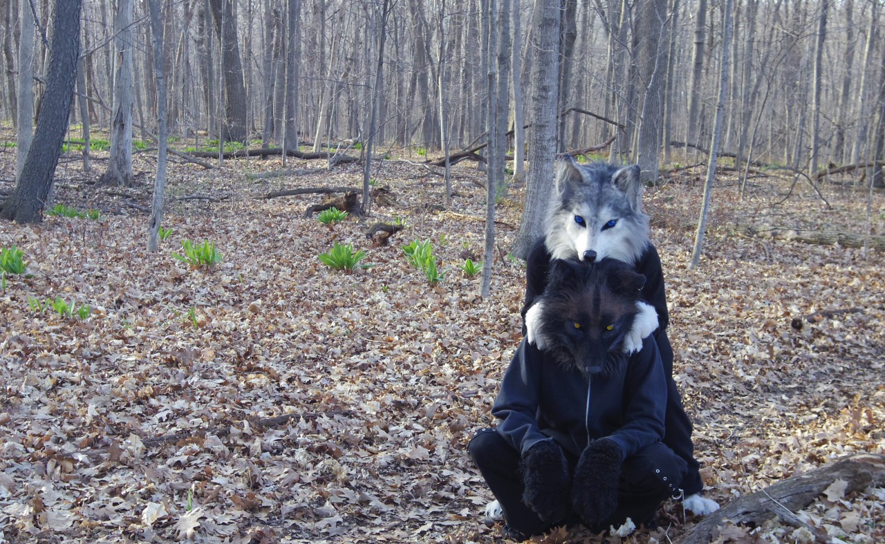 wolf of woods