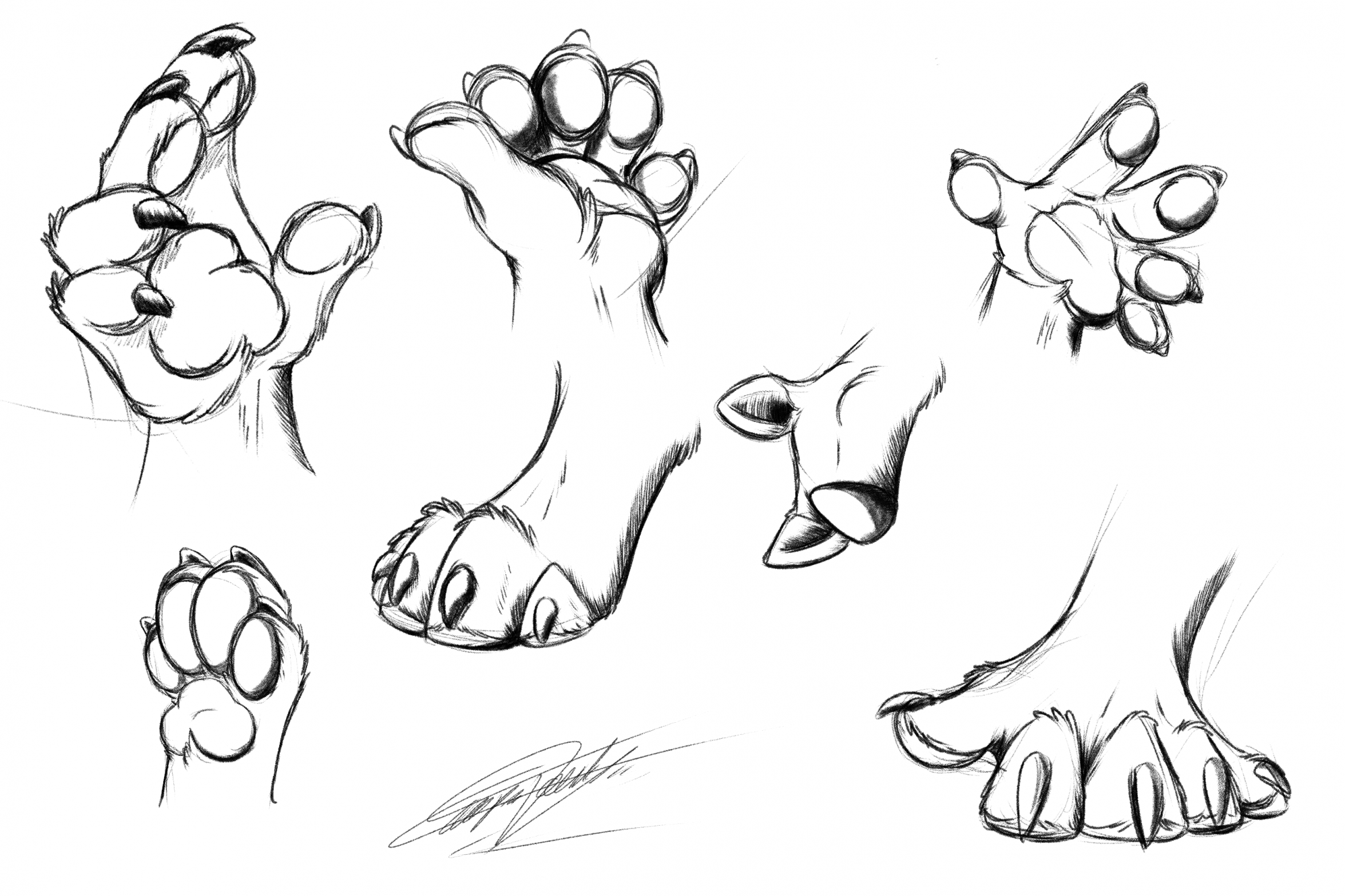 How 2 Draw: Paws n' Claws by shu-pon on DeviantArt