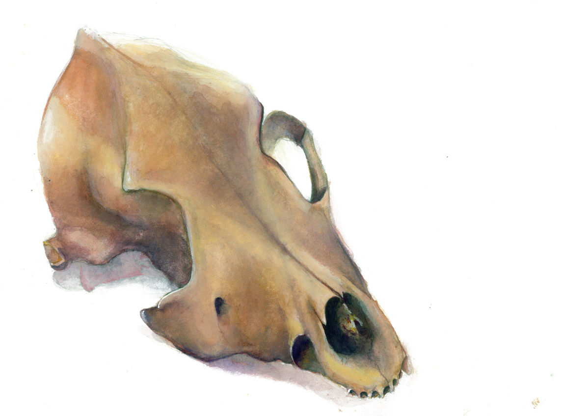 Coyote Skull Watercolor By Blackcat2086 Fur Affinity Dot Net   1339185811.blackcat2086 Skull 