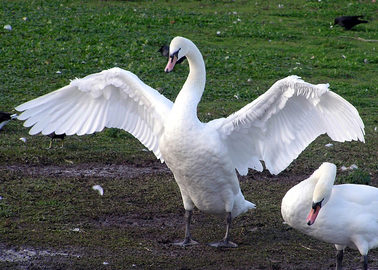 WILD SWANS 　WINGS Swan wings Photograph by Zina Stromberg - Pixels