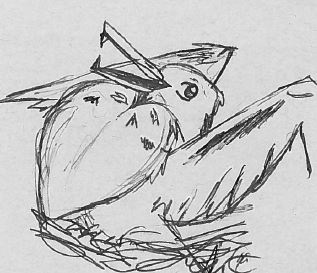 frigate bird drawing