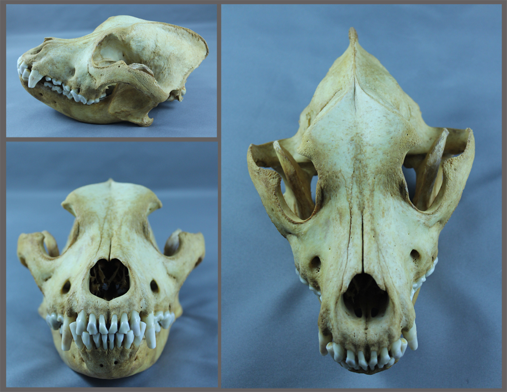 Rottweiler skull sale