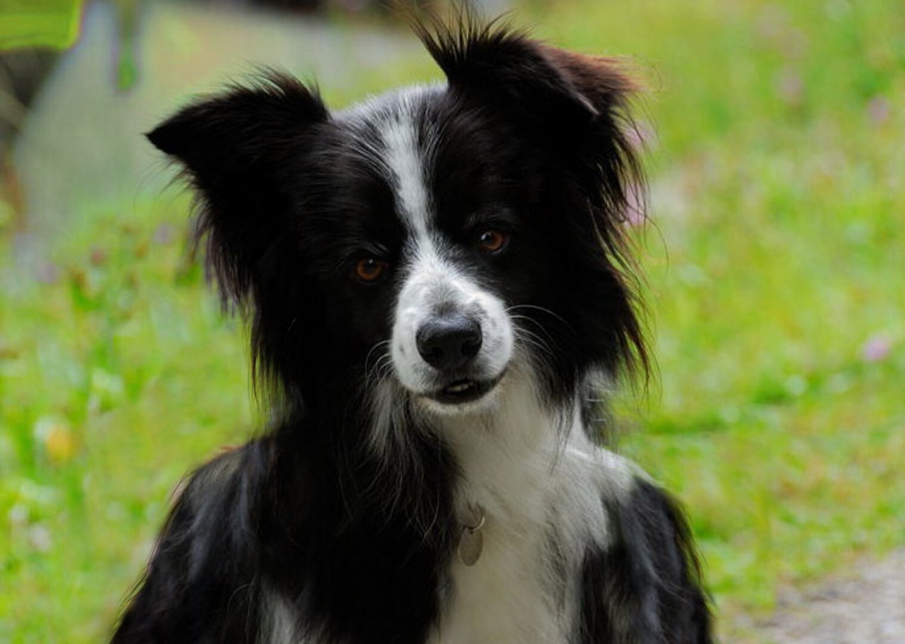 Anthro border collie