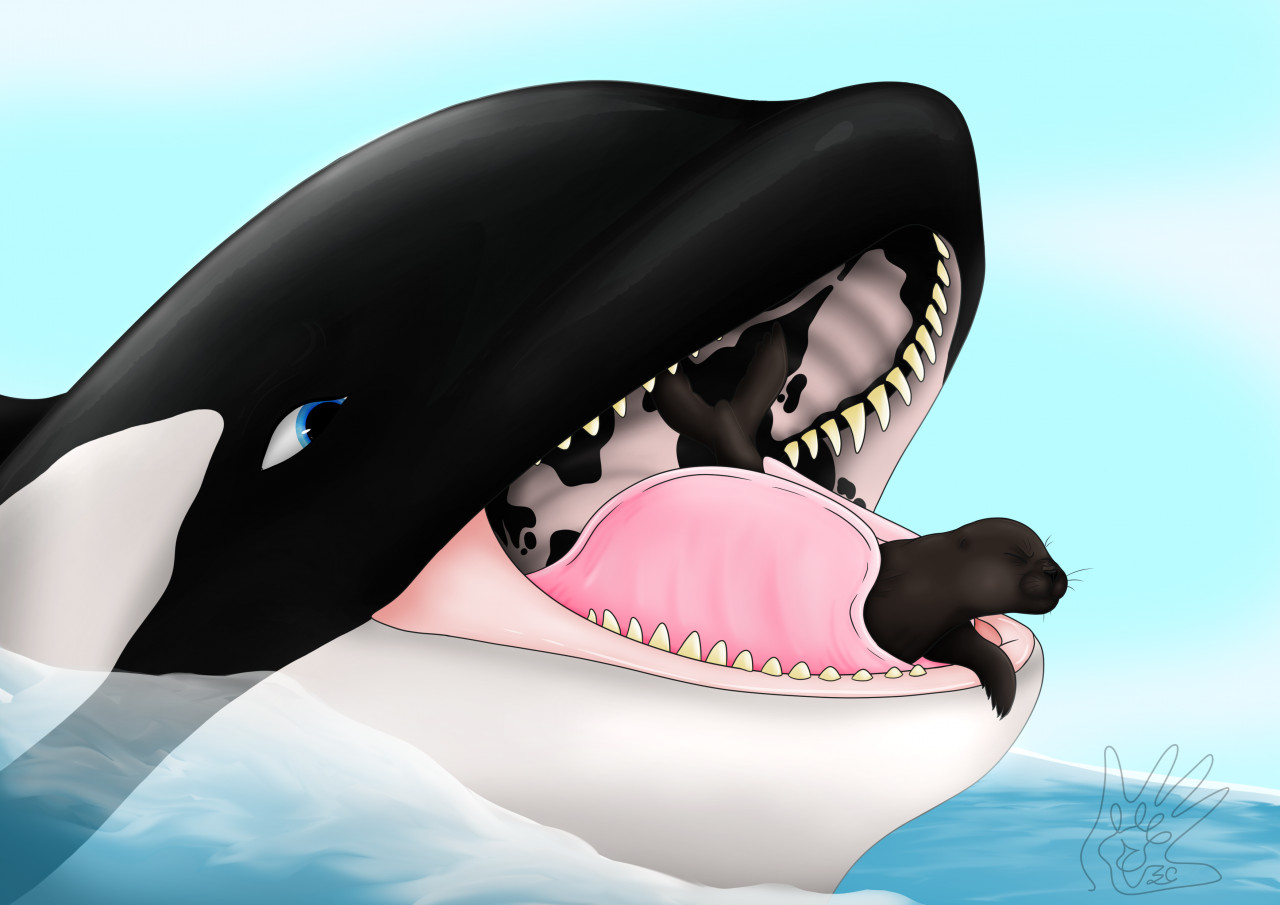 Vore orca