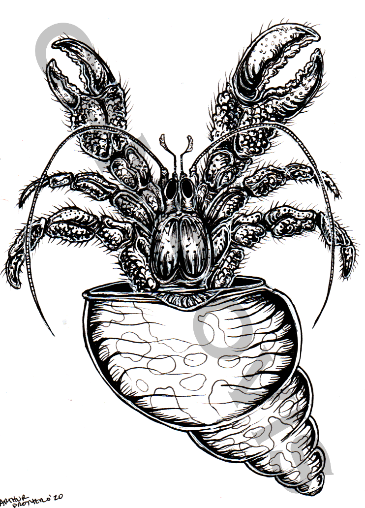 Crab Tattoo Vector Images (over 1,100)