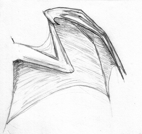 Dragon Wing Study 3 Bat Curved By Cassander Fur Affinity Dot Net