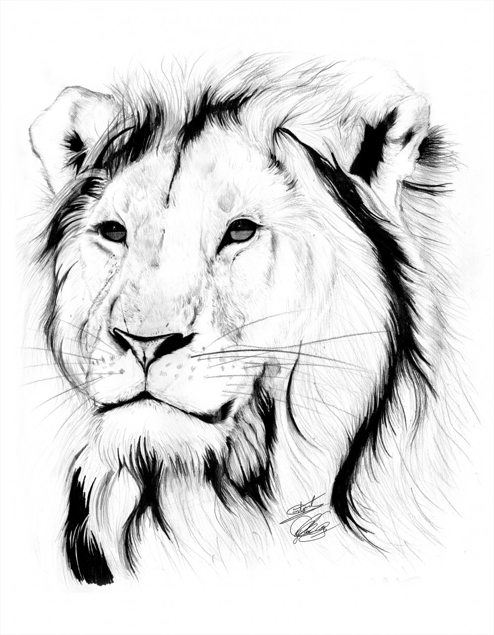 lion pencil drawing outline