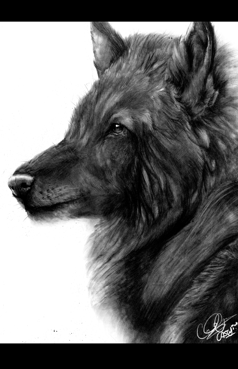 Pencil Drawing: Grey Wolf | 