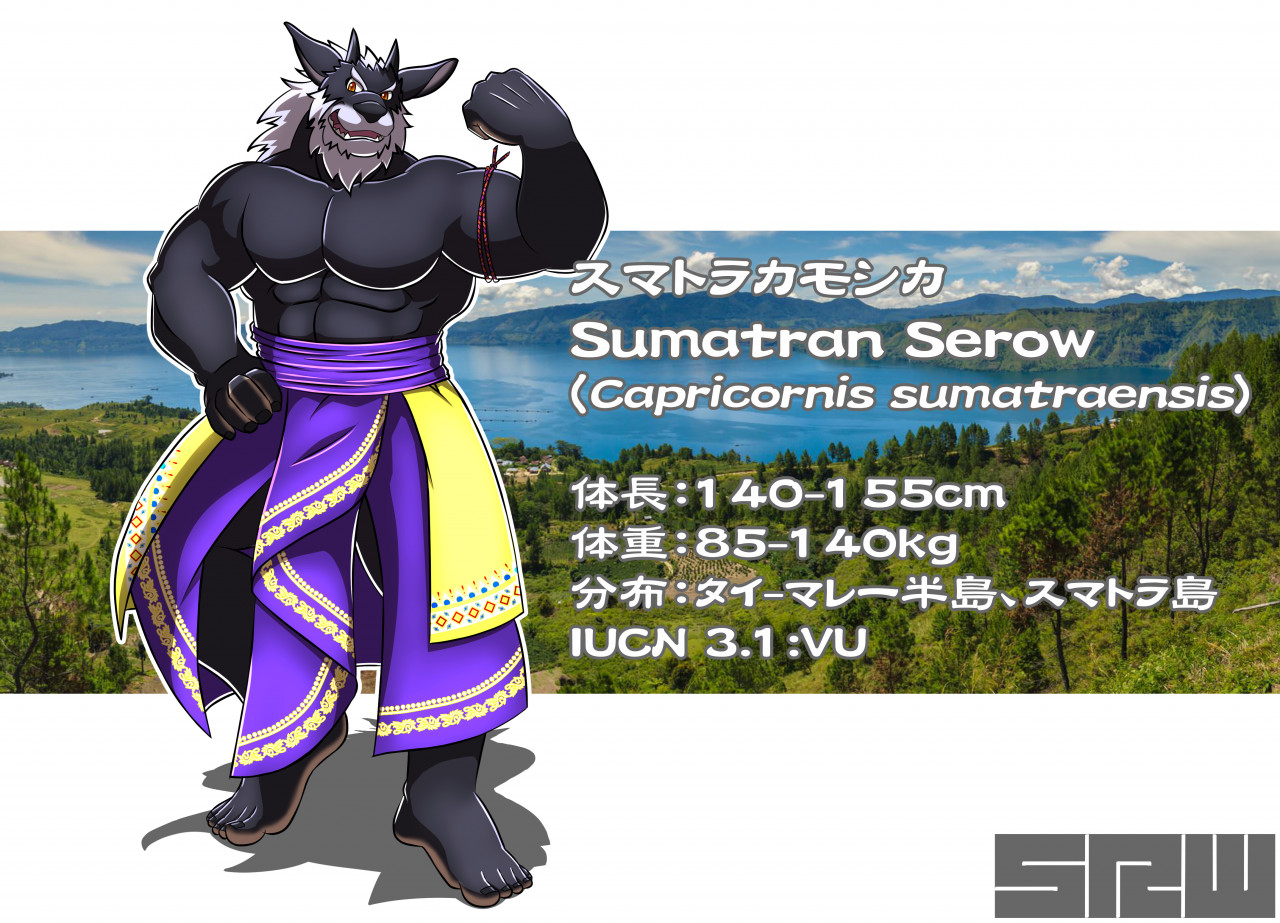 0807 スマトラカモシカ Sumatran Serow By Ccccc0603 Fur Affinity Dot Net