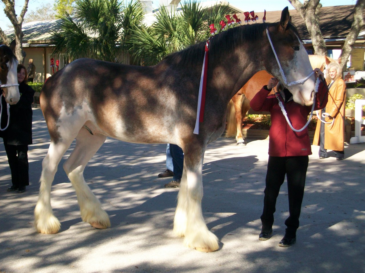 Blue roan clydesdale by clyderyde -- Fur Affinity [dot] net