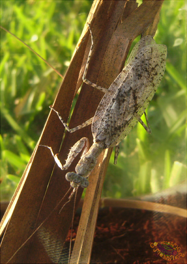 Grizzled Mantis - Gonatista grisea by CockroachMonster -- Fur Affinity ...